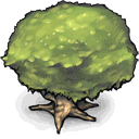 Tree DarkKhaki icon