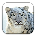 Snow, leopard DarkGray icon