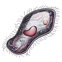 Cell DimGray icon